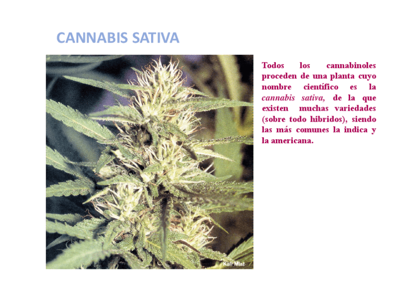 Miniatura del documento Cannabis.pdf