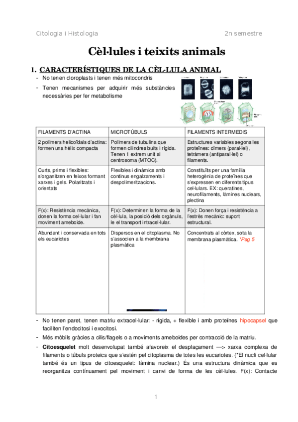 Miniatura del documento Apunts-cito-finaal.docx