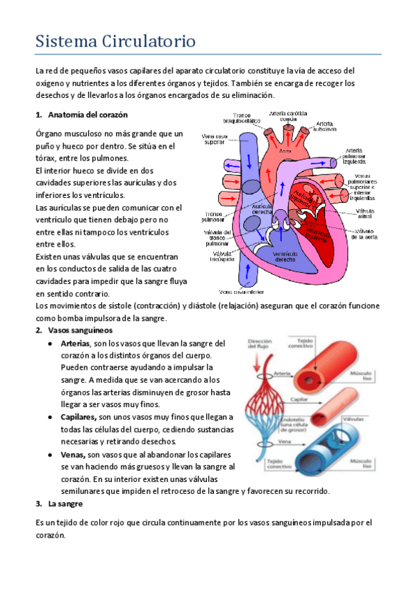 Miniatura del documento Sistema-Circulatorio.pdf