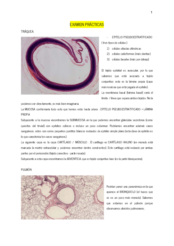 Miniatura del documento EXAMEN-PRACTICAS-BCT.pdf