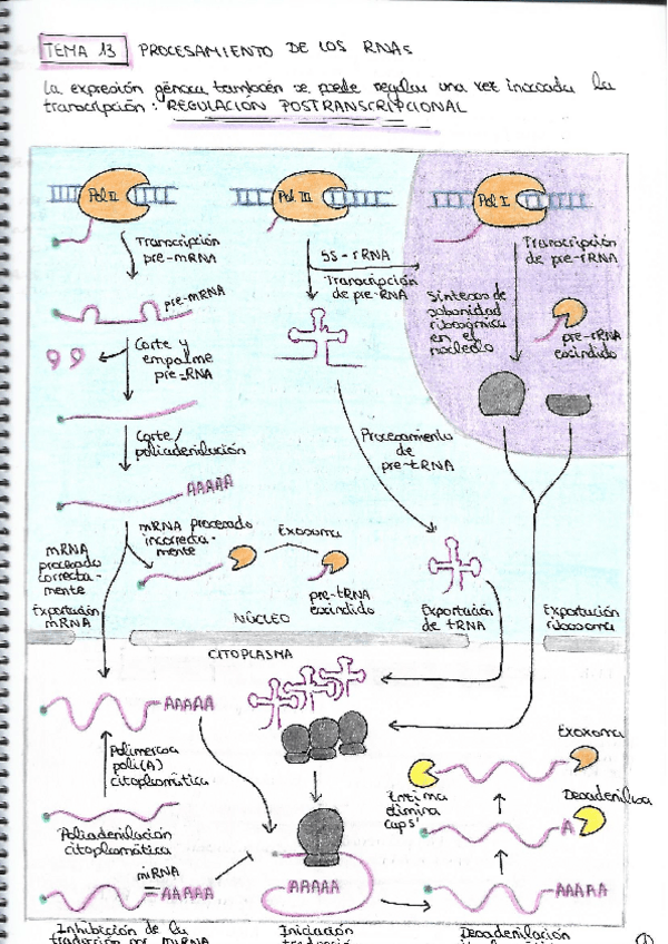 Miniatura del documento TEMA-13.pdf