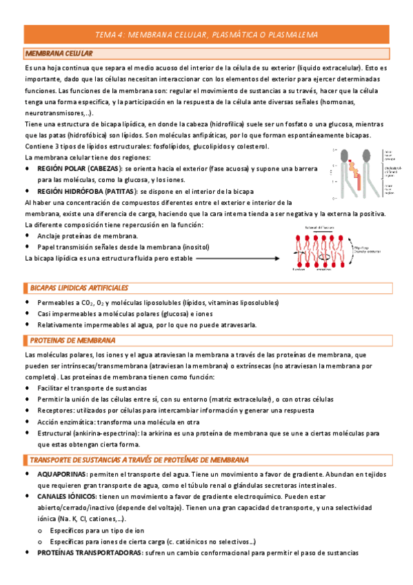 Miniatura del documento TEMA-4-.pdf
