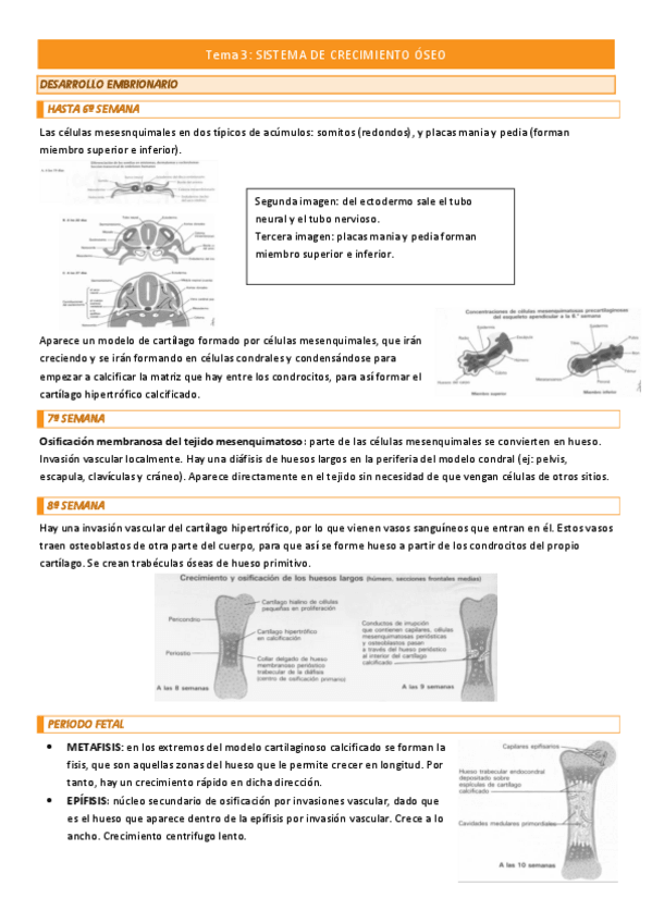 Miniatura del documento Tema-3-COMPLETO.pdf