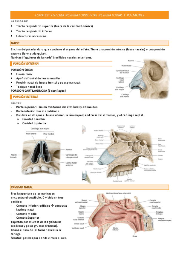 Miniatura del documento TEMA-19-COMPLETO.pdf