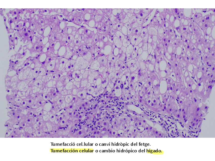Miniatura del documento 50-IMATGES-DEXAMEN.pdf