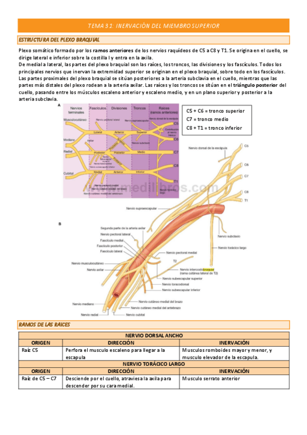 Miniatura del documento TEMA-31-COMPLETO.pdf