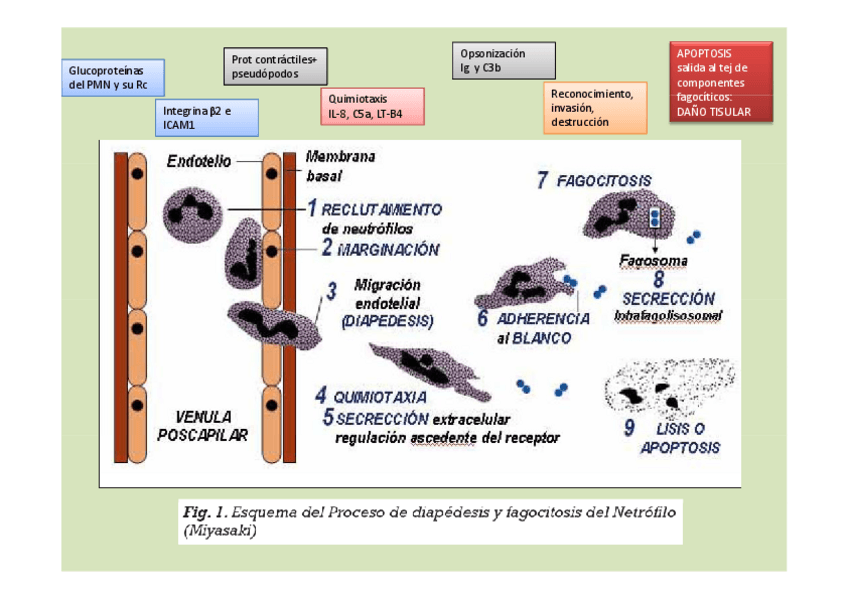 Miniatura del documento patogenia-enf-periodontal.pdf