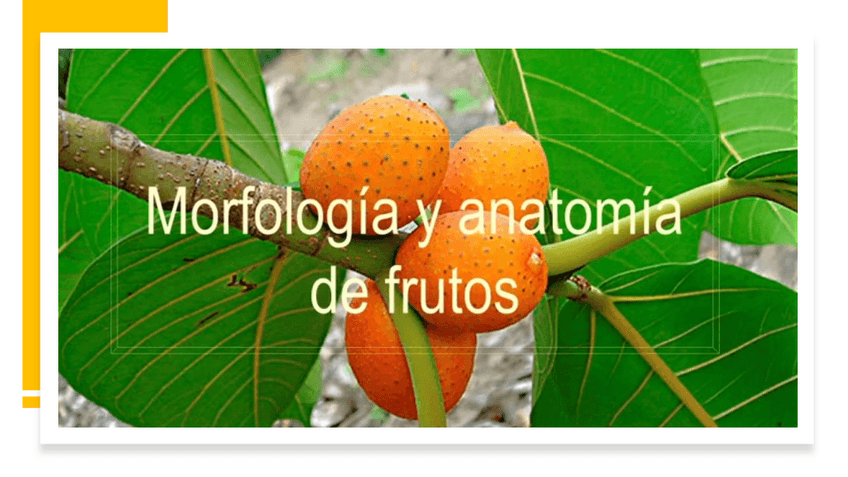 Miniatura del documento Pdf-Morfologia-y-anatomia-de-frutos-Pomologia.pdf