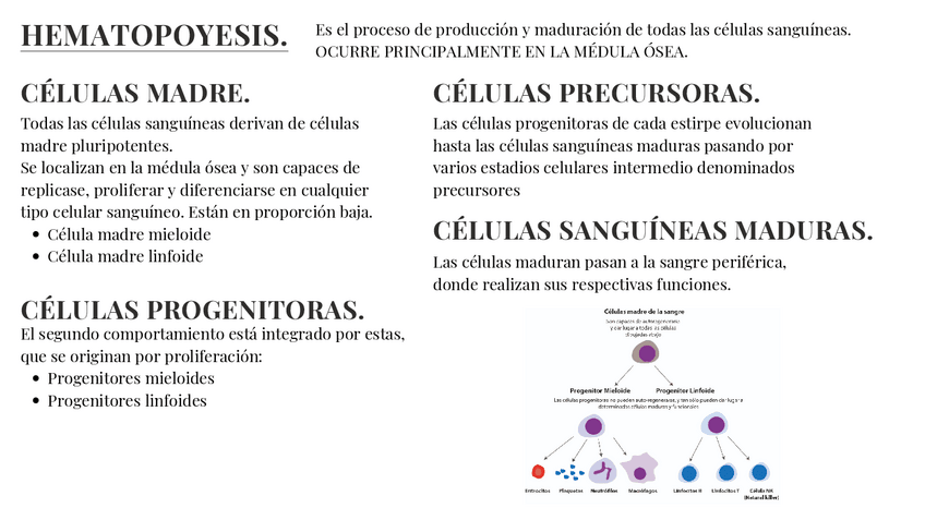 Miniatura del documento HEMATOPOYESIS-pg12-13.pdf