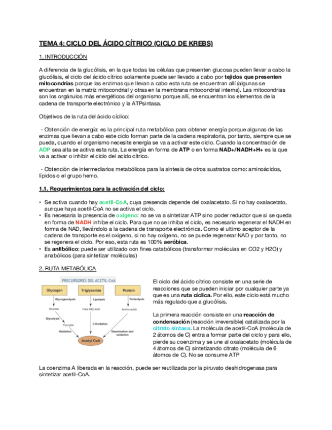 Miniatura del documento TEMA-4-Ciclo-del-Acido-Citrico.pdf