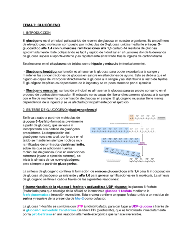 Miniatura del documento Tema-7-Metabolismo-del-glucogeno.pdf