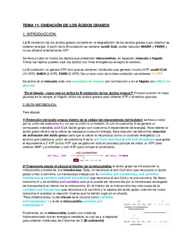 Miniatura del documento Tema-11-B-oxidacion-de-los-acidos-grasos.pdf