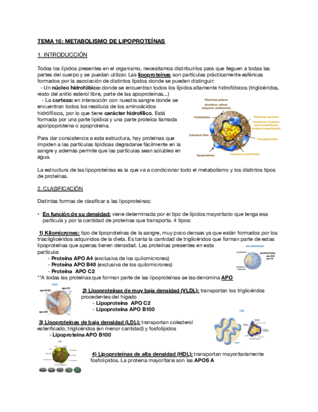 Miniatura del documento Tema-16-Metabolismo-de-lipoproteinas.pdf