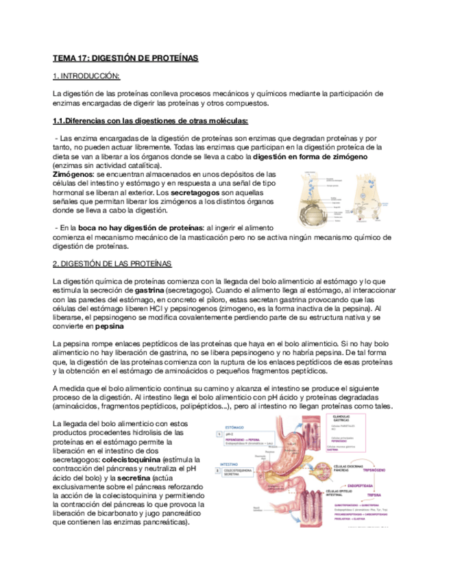 Miniatura del documento Tema-17-Digestion-de-proteinas.pdf