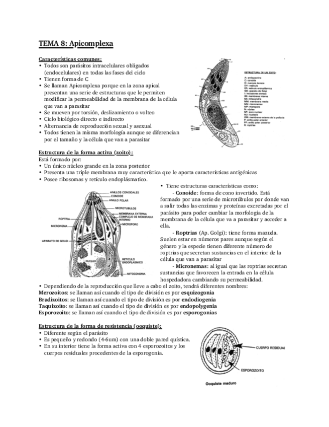 Miniatura del documento Tema-8-Apicomplexa.pdf