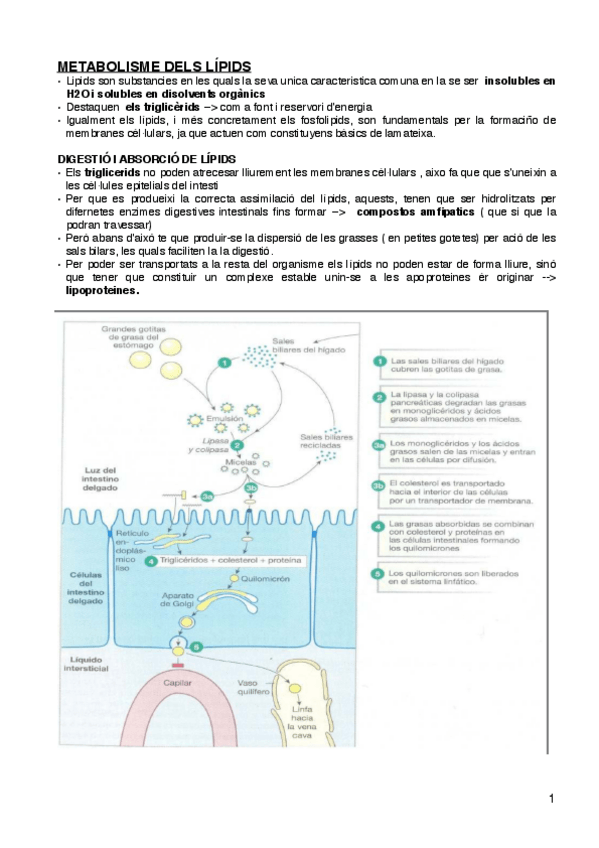 Miniatura del documento metabolismo-de-los-lipidos.pdf