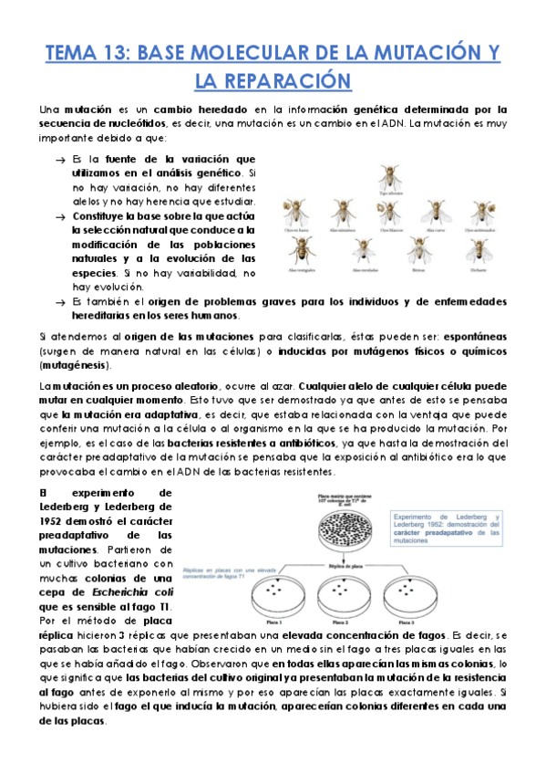 Miniatura del documento TEMA-13.pdf