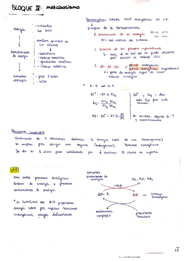 Miniatura del documento METABOLISMO-BQ-Irene-B.pdf
