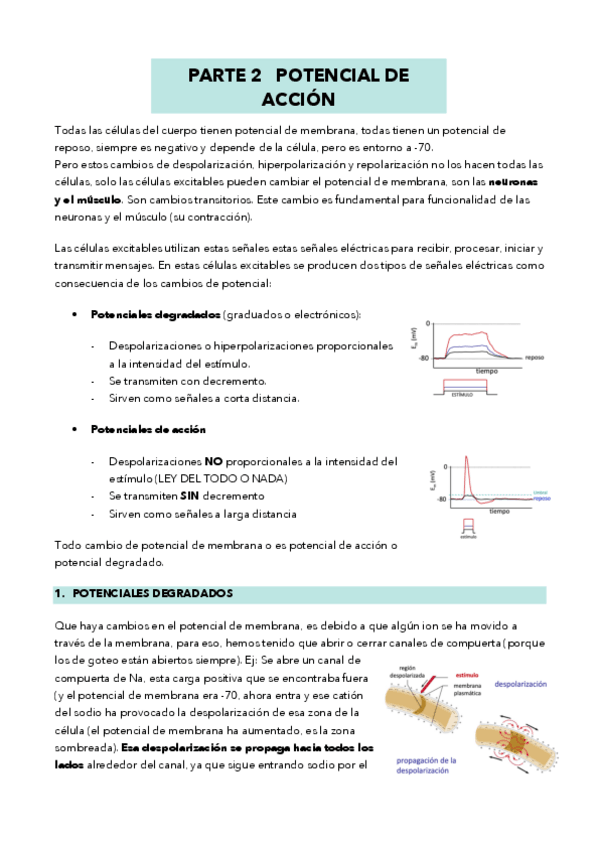 Miniatura del documento TEMA-3B-fisiologia.pdf