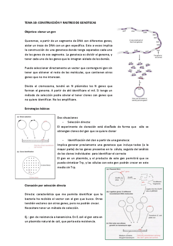 Miniatura del documento Tema 10 IG.pdf