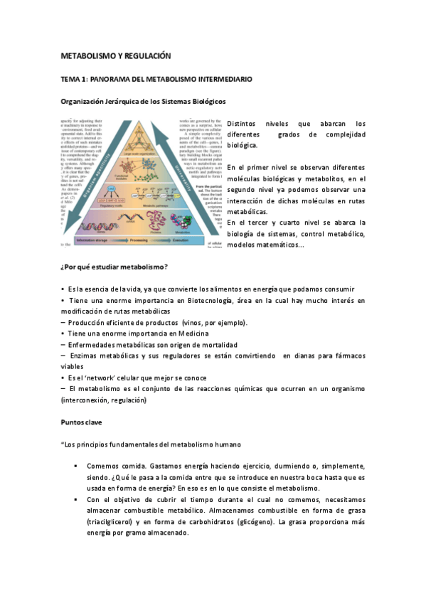 Miniatura del documento Tema 1 Panorama del metabolismo intermediario.pdf