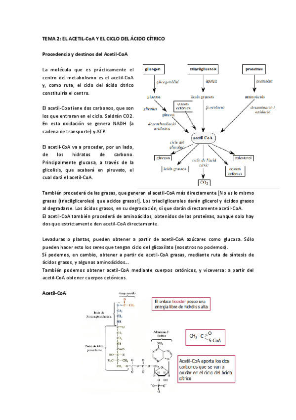 Miniatura del documento Tema 2 El Acetil-CoA y el ciclo del ácido cítrico.pdf