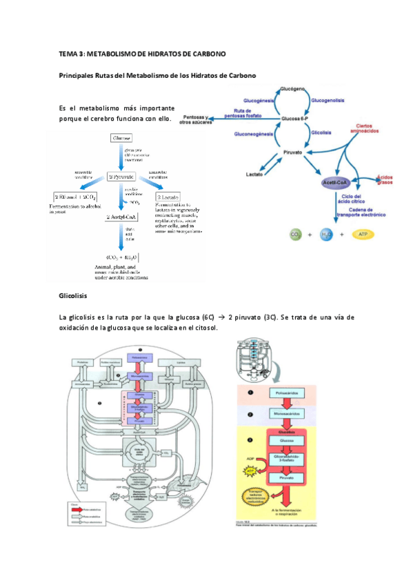 Miniatura del documento Tema 3 Metabolismo de hidratos de carbono.pdf