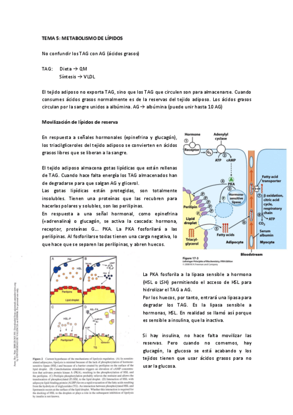 Miniatura del documento Tema 5 Metabolismo de lípidos.pdf