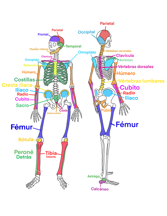 Miniatura del documento LosHuesos.png
