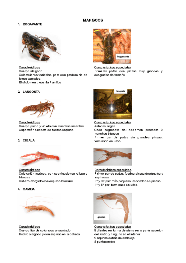 Miniatura del documento Mariscos-y-caracteristicas.pdf