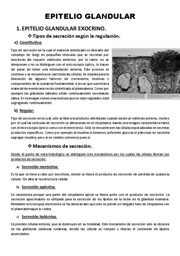 Miniatura del documento 2-Epitelio-glandular.pdf