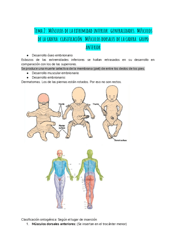 Miniatura del documento TEMA-2.pdf MÚSCULOS MMII. CADERA. DORSALES