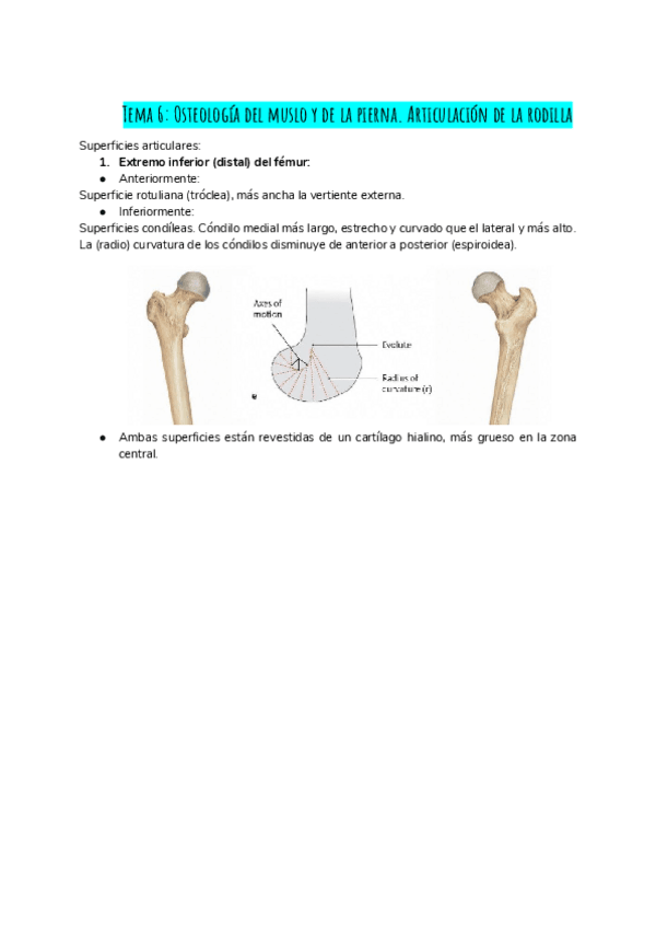 Miniatura del documento TEMA-6.pdf OSTEOLOGIA RODILLA
