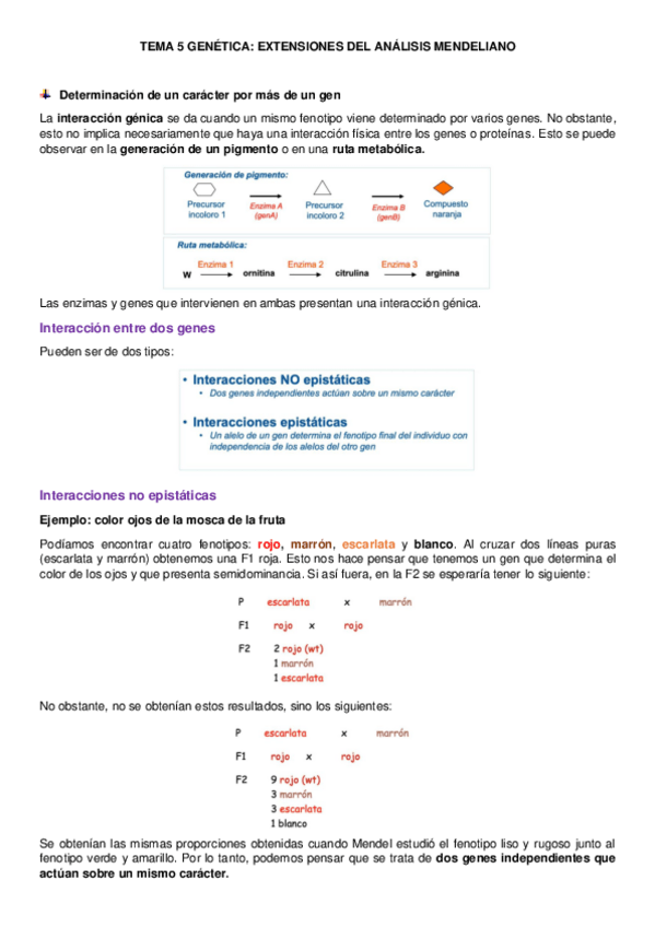 Miniatura del documento tema-5-genetica.pdf