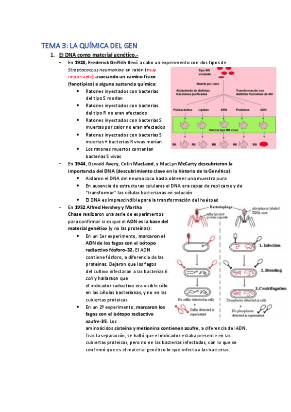 Miniatura del documento Tema-3-apuntes.pdf