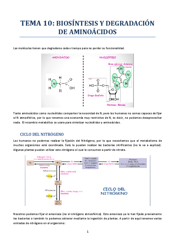Miniatura del documento Tema-10-Biosintesis-y-degradacion-de-aminoacidos.pdf