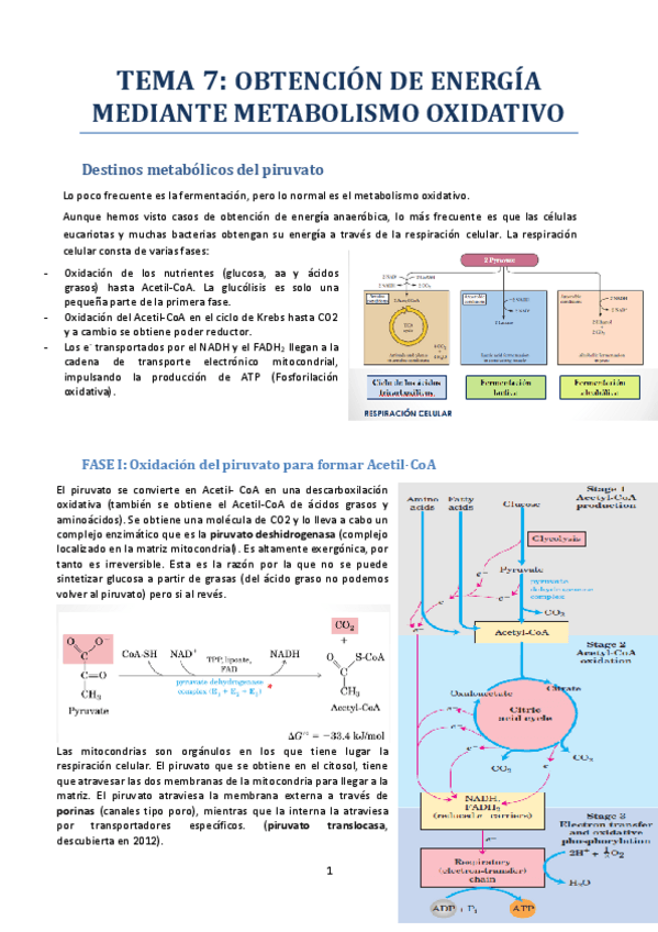 Miniatura del documento Tema-7-Obtencion-de-energia-mediante-metabolismo-oxidativo.pdf