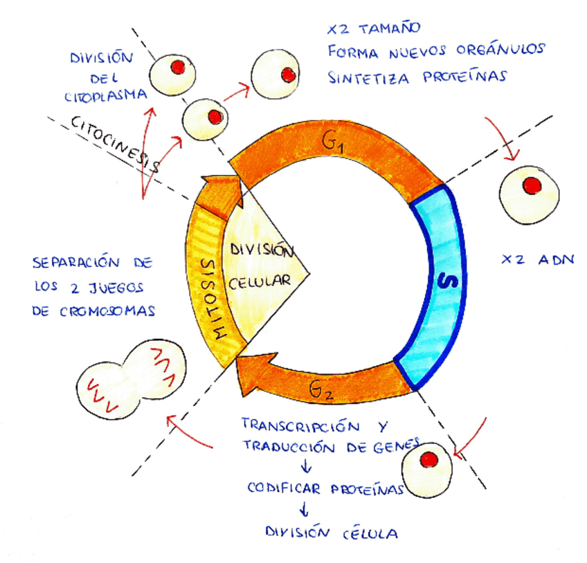 Miniatura del documento Esquemas-de-mitosis-y-meiosis.pdf