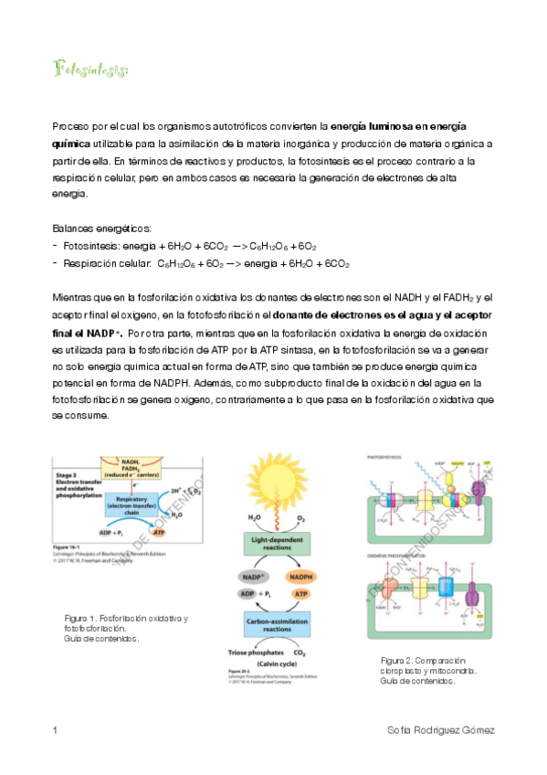 Miniatura del documento 5.Fotosíntesis