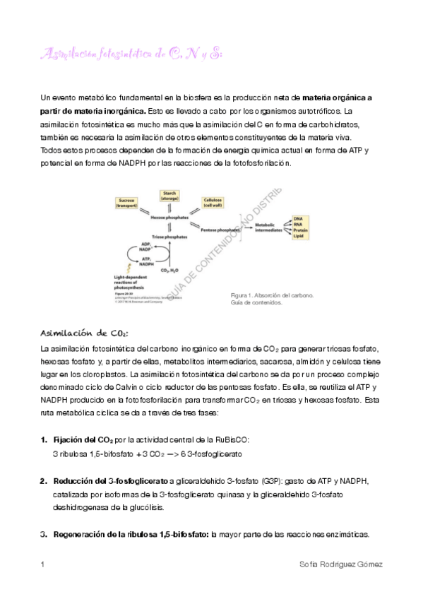 Miniatura del documento 6.Asimilación fotosintética C, N, S