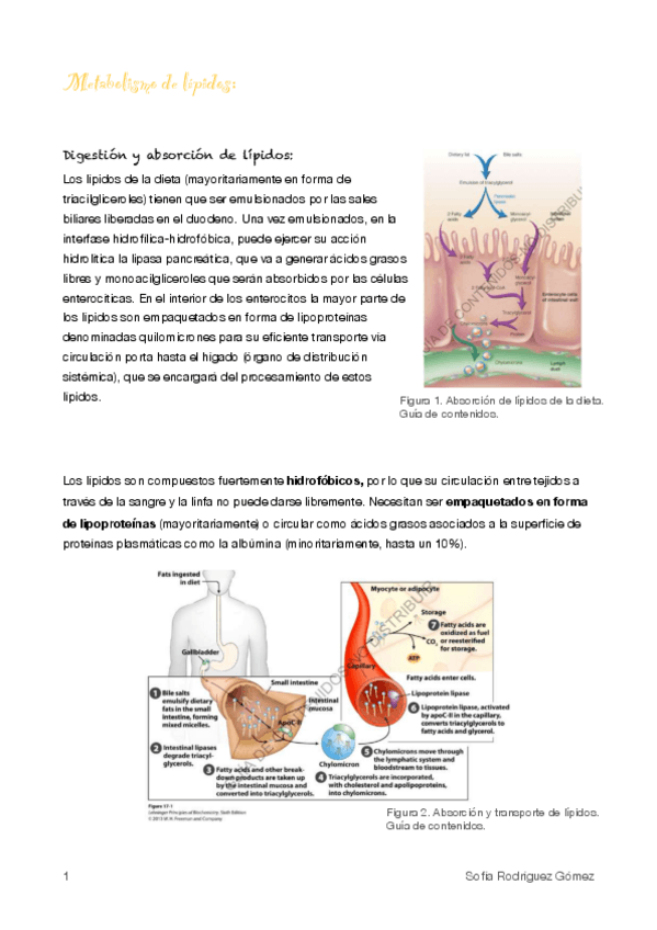 Miniatura del documento 9.Metabolismo lipídico