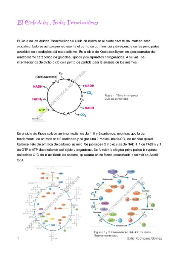 Miniatura del documento 7.Ciclo de Krebs