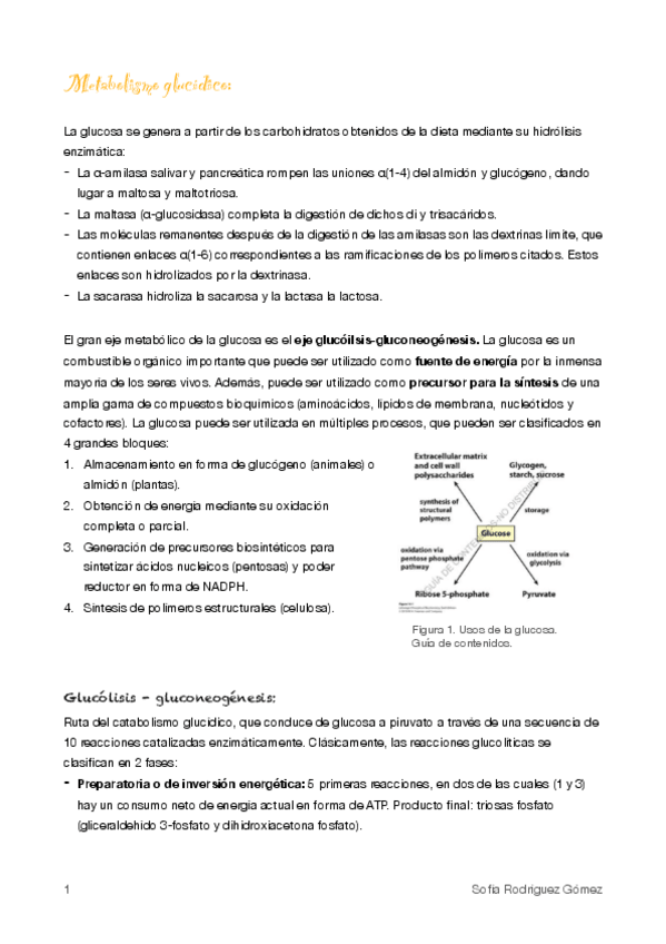 Miniatura del documento 8.Metabolismo glucídico