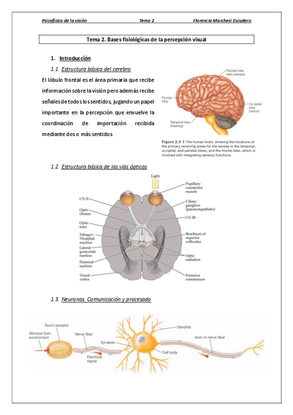 Miniatura del documento Tema 2 - Bases fisiológicas de la percepción visual.pdf