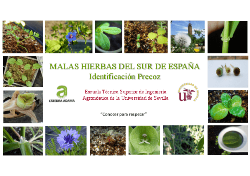 Miniatura del documento Reconocimiento-de-Malas-HIerbas.pdf