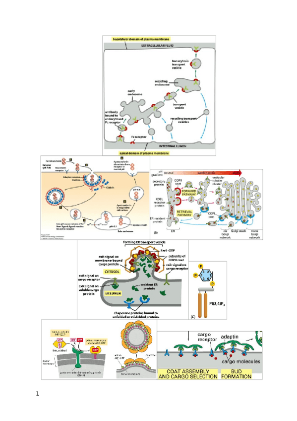 Miniatura del documento apunts-1r-parcial.docx