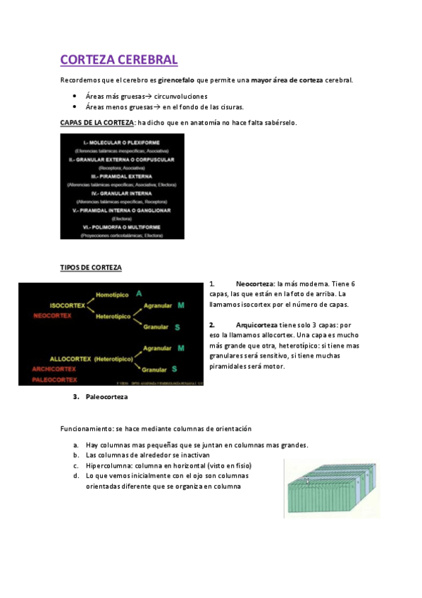 Miniatura del documento corteza-cerebral.pdf