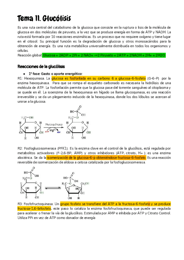 Miniatura del documento Apuntes-Bioquimica-II-MR.pdf