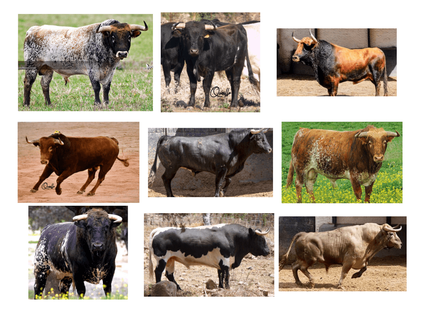 Miniatura del documento Capas-toros-de-lidia-1-.pdf