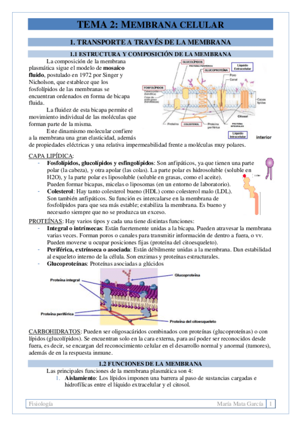 Miniatura del documento TEMA 2. Membrana celular